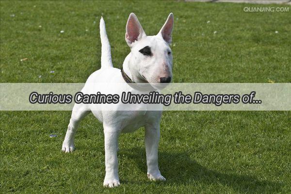 Curious Canines Unveiling the Dangers of Wind Reliever ingestion in Dogs